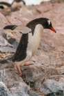 Antarctica, Cuverville Island. Gentoo penguin jumping on rocks. Art Print